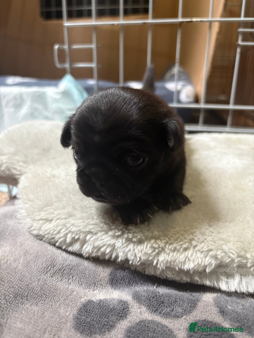Pug dogs for sale: 3 Pure Breed Pug Puppies looking for forever homes - Image 5