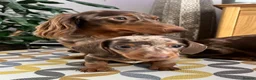 Miniature Dachshund dogs for sale: Stunning short-hair dapple male  - Advert 2
