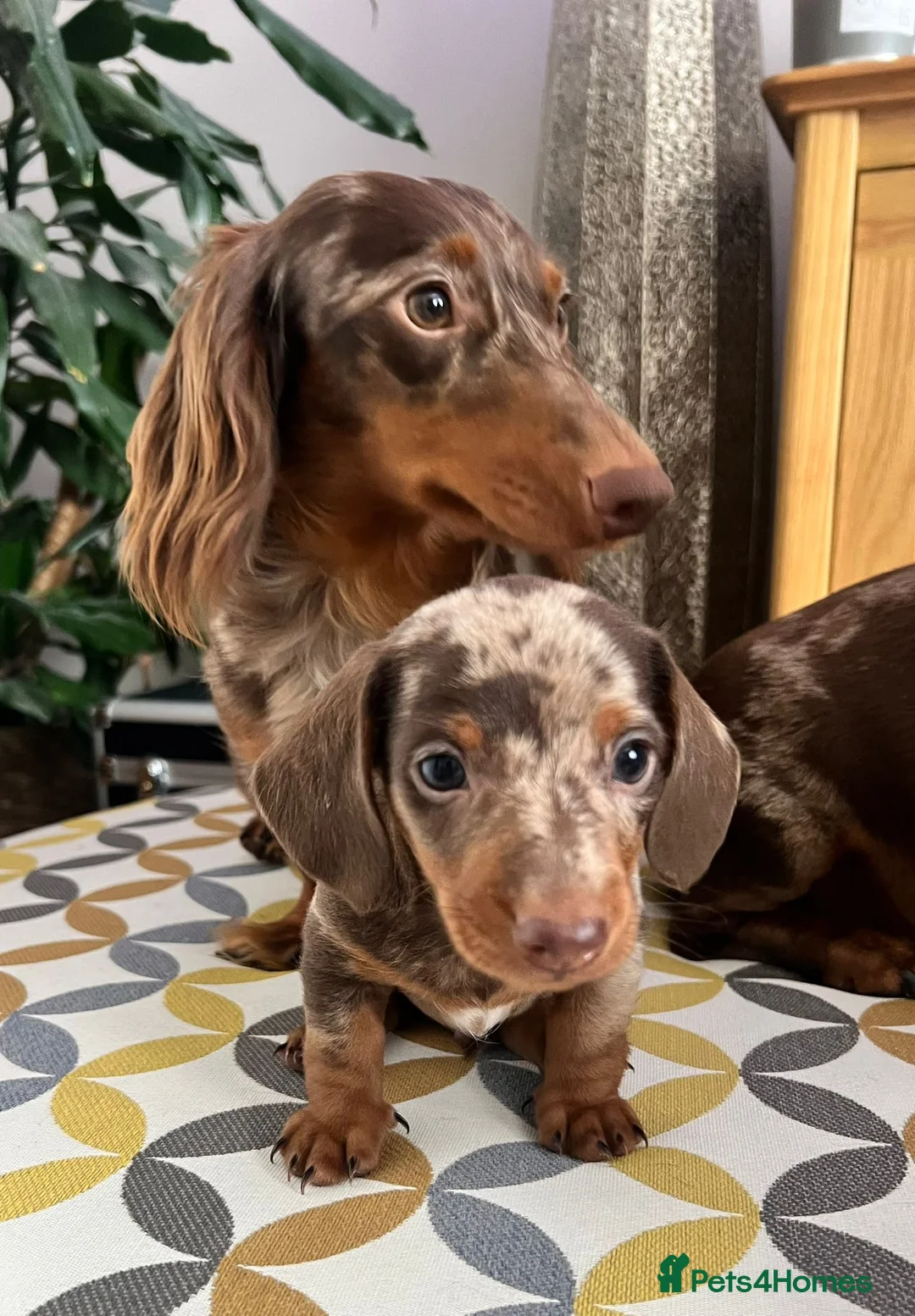 Miniature Dachshund dogs for sale: Stunning short-hair dapple male  - Advert 2