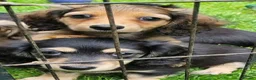 Miniature Dachshund dogs for sale: 🌟KC reg.Miniature LH Dachshund Puppies 🌟  - Advert 4