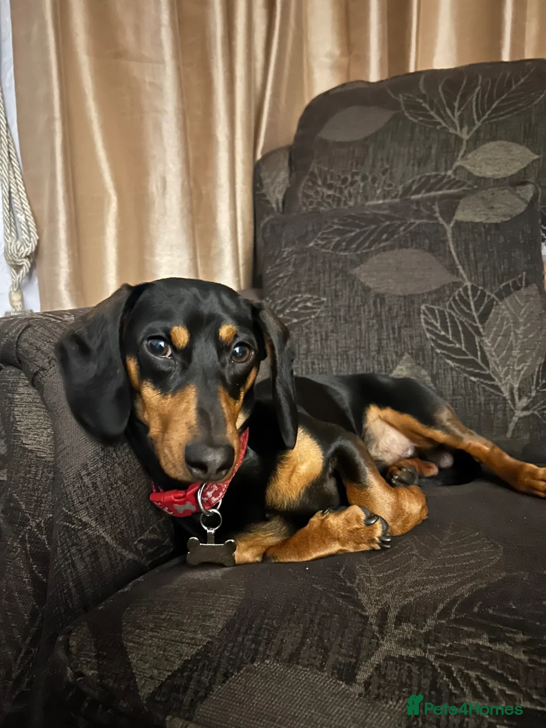 Miniature Dachshund dogs for sale: Cooper in Southport - Advert 1