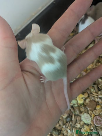 Mouse rodents in Stourbridge - Advert 3