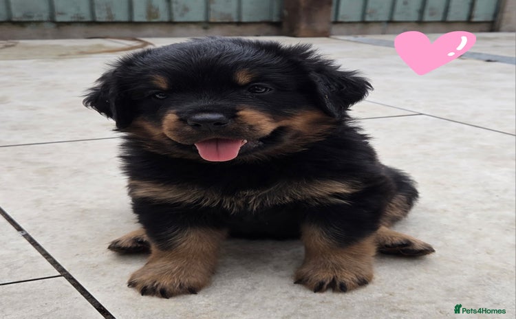 Rottweiler dogs - Advert 2