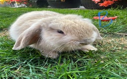 Mini Lop rabbits for sale: Mini Lop Rabbits For Sale  - Image 25