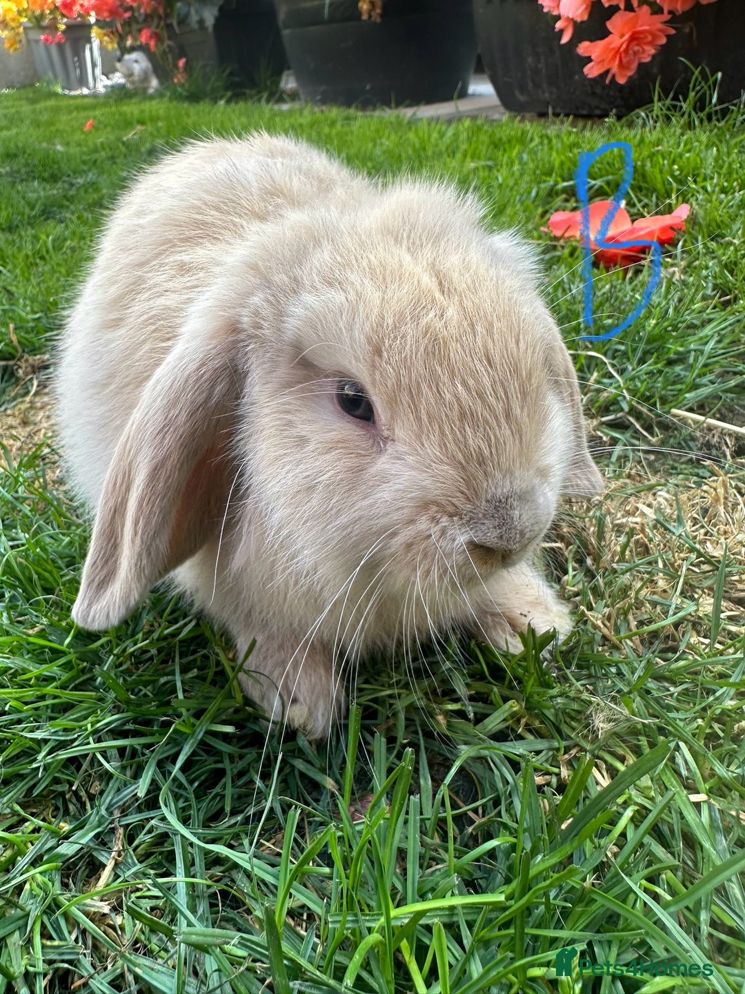 Mini Lop rabbits for sale: Mini Lop Rabbits For Sale  - Image 25