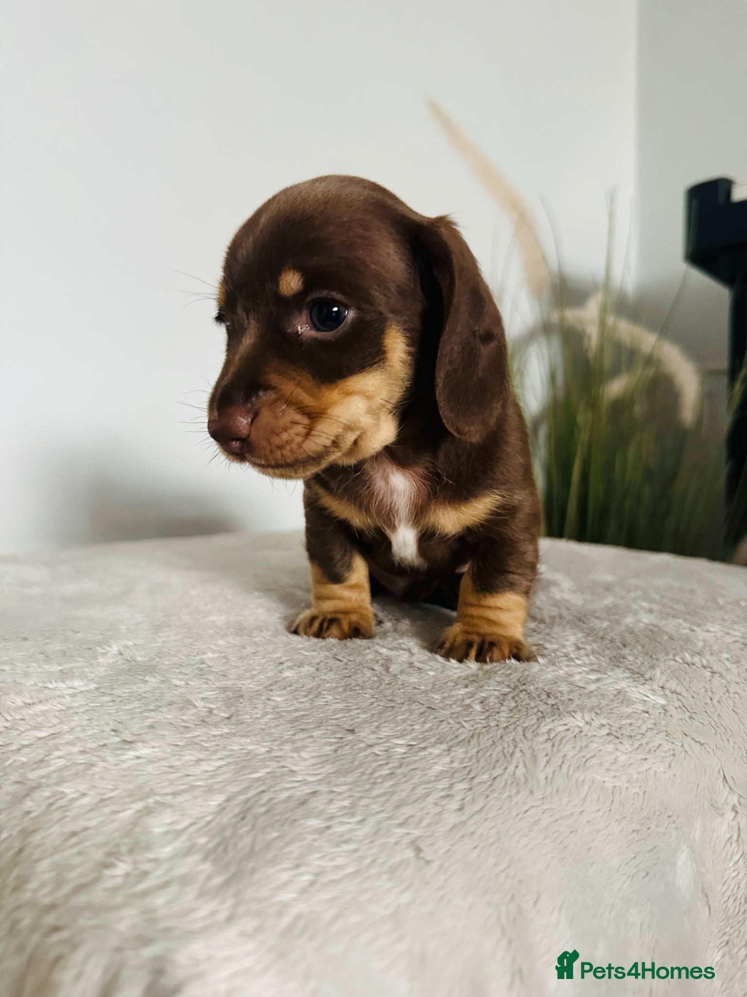 Miniature Dachshund dogs Beautiful chocolate & tan miniature dachshunds  - Advert 2
