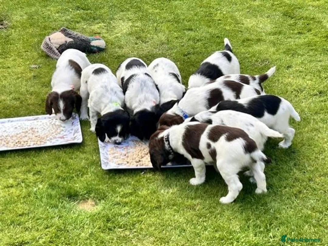 English Springer Spaniel dogs for sale: Stunning KC Registered ESS from working stock - Advert 2