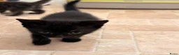 Domestic Shorthair cats for sale: Beautiful kittens nearly ready for a new home - Advert 9