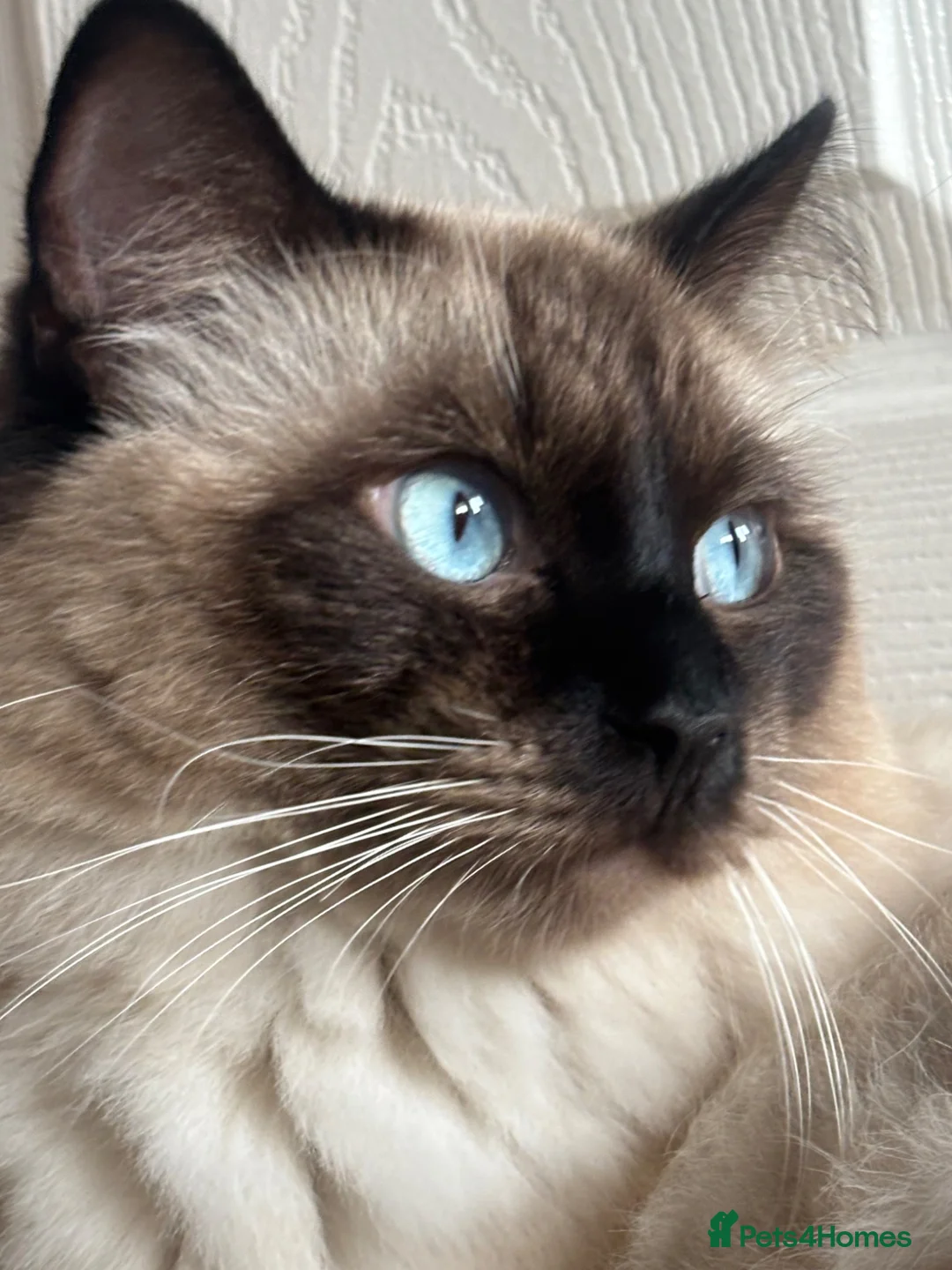 Ragdoll cats for stud: For Stud. Beautiful Male Ragdoll in Sunderland - Advert 2
