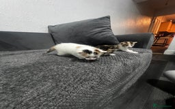 Mixed Breed cats for sale: BEAUTIFUL KITTENS  - Advert 9