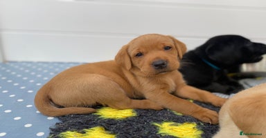 Labrador Retriever dogs - Advert 9