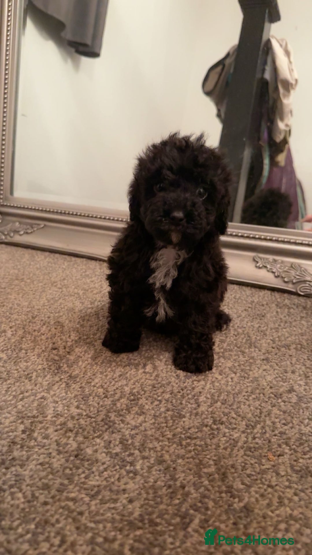 Cavapoo dogs for sale: Toy cavapoo puppy’s  - Advert 7