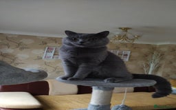 British Shorthair cats for sale: Meet Your Next Cuddle Buddy —  British Shorthair - Image 8