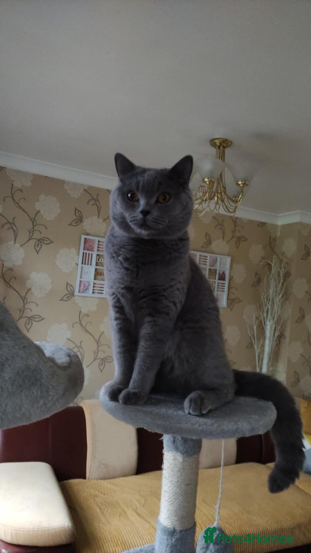 British Shorthair cats for sale: Meet Your Next Cuddle Buddy —  British Shorthair - Image 8