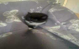 British Longhair cats for sale: 3 beautiful little girls - Image 1