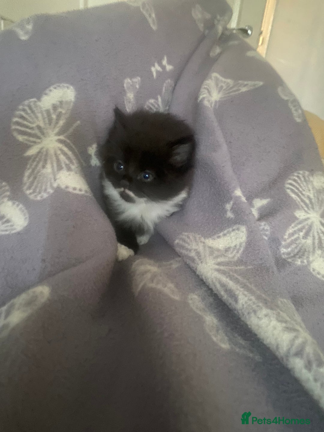 British Longhair cats for sale: 3 beautiful little girls - Image 1