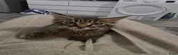 Maine Coon cats for sale: Mainecoon × Snow Lynx Bengal - Advert 2