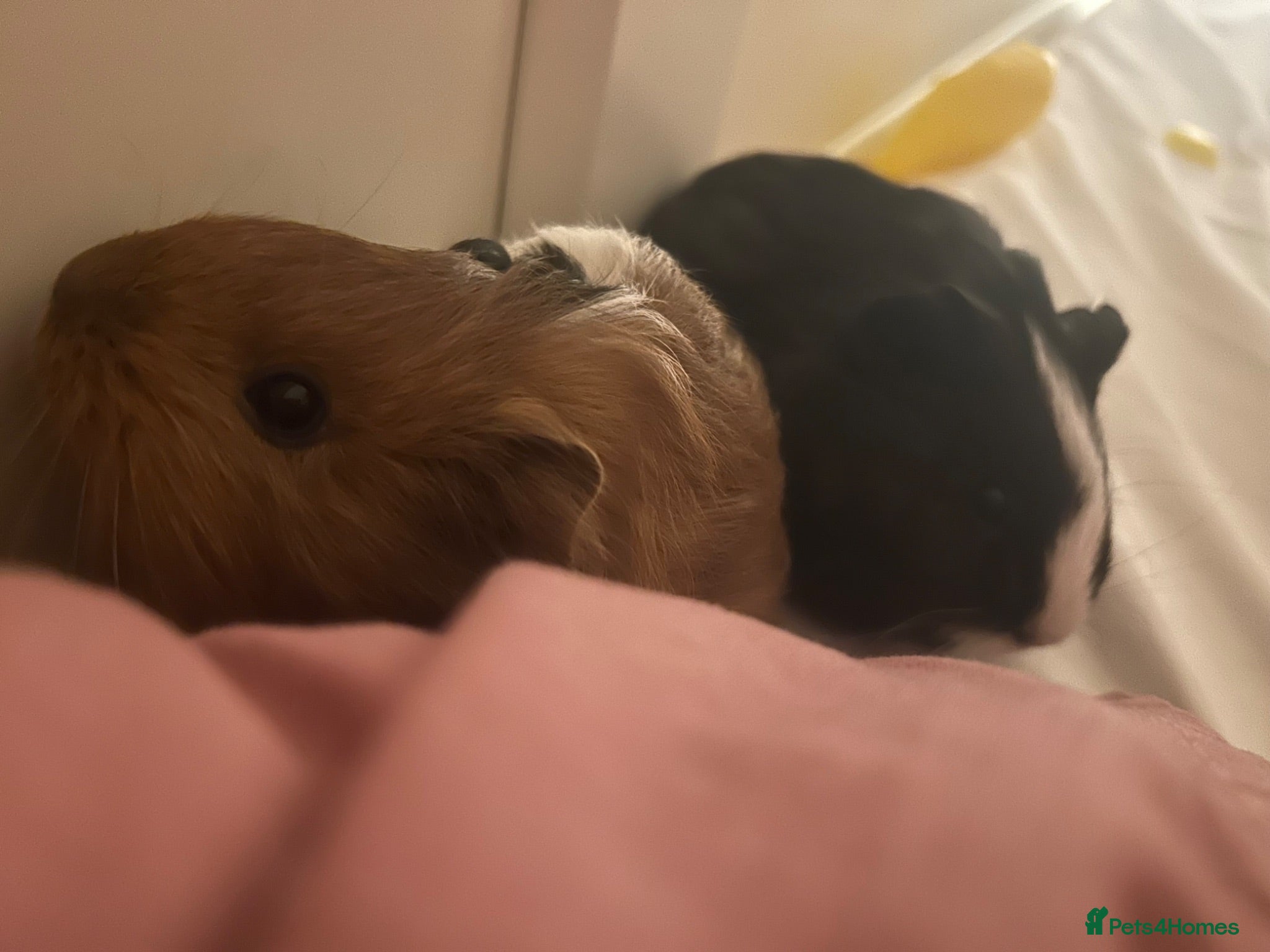 Guinea Pig rodents 2 guinea pig boars - Advert 3