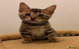 Bengal cats for sale: Snow and Brown boy TICA bengal kittens  - Image 33