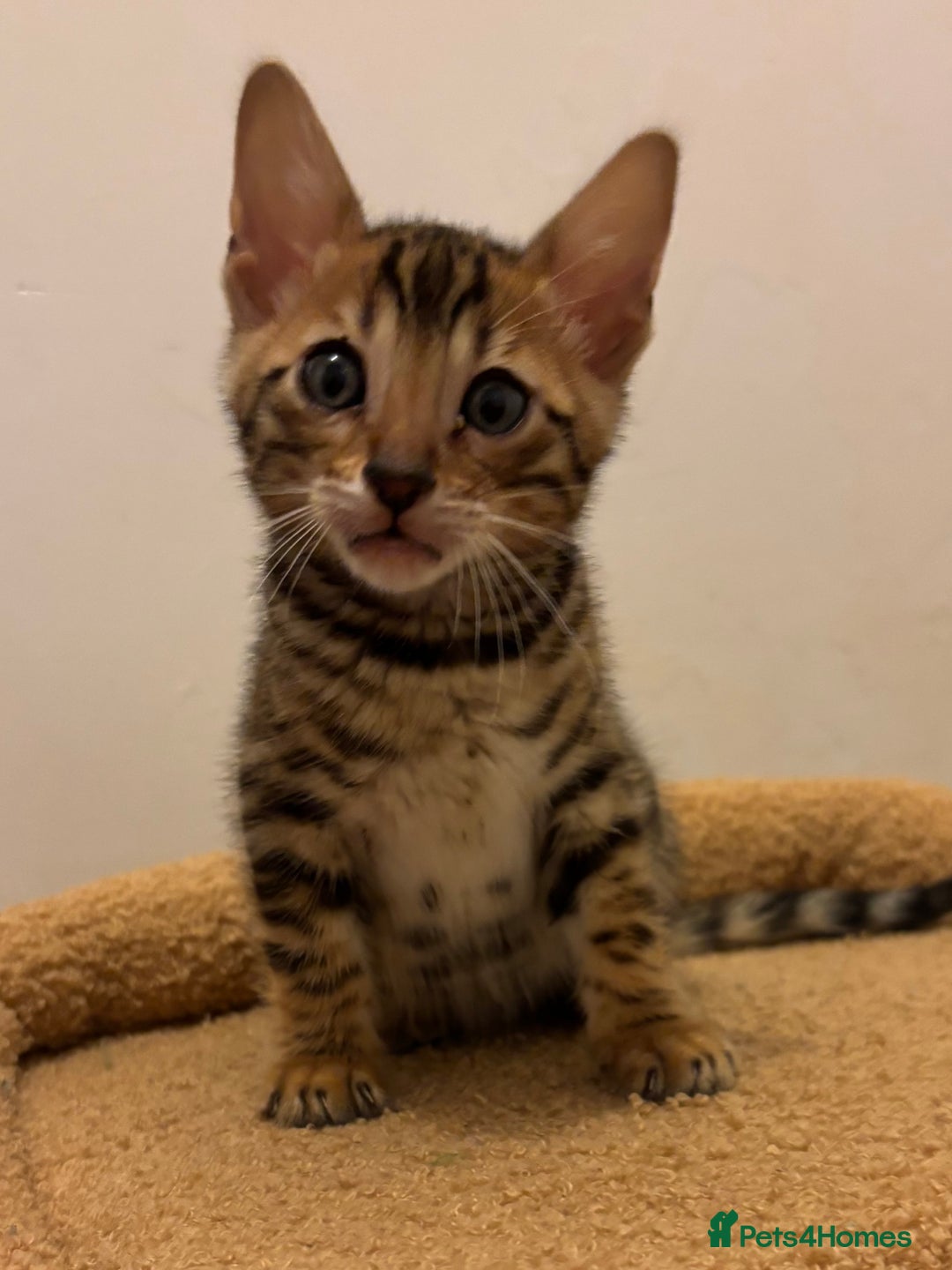 Bengal cats for sale: Snow and Brown boy TICA bengal kittens  - Image 33
