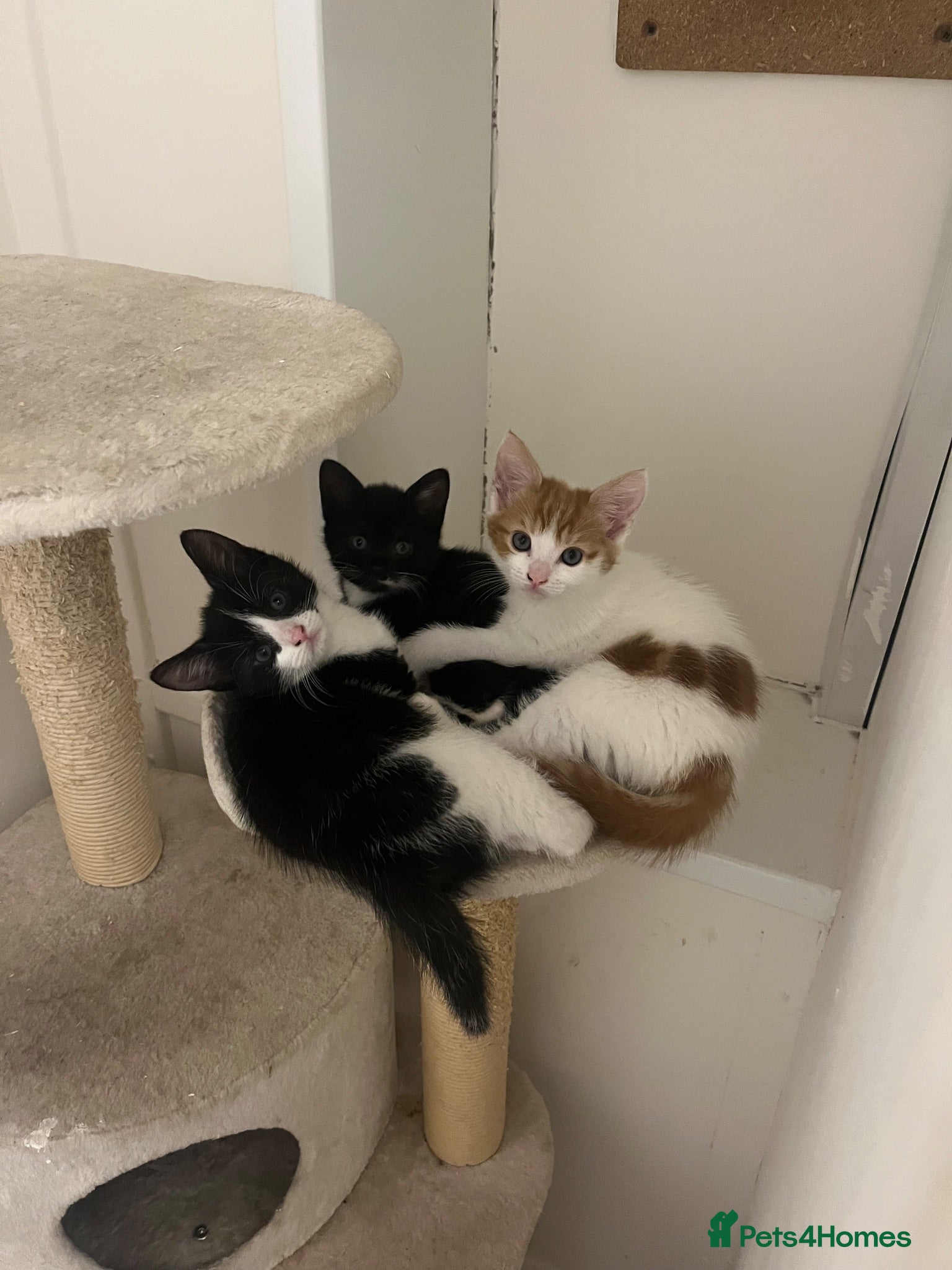 Mixed Breed cats Kittens  - Advert 4