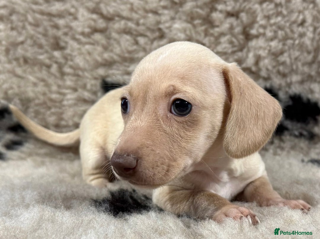 Miniature Dachshund dogs for sale: Miniature dachshund - Image 27