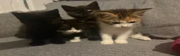 Mixed Breed cats for sale: Kittens in Burton-on-Trent - Advert 3