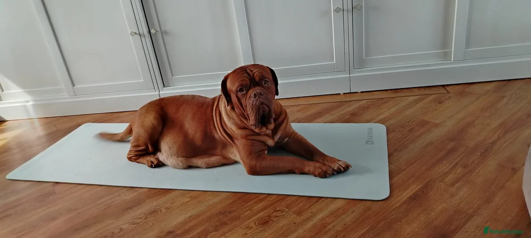 Dogue De Bordeaux dogs for sale: Pedigree chunky pups ready on Tuesday  - Advert 2
