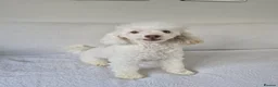 Toy Poodle dogs for sale: Toy poodle girl 3 years old  - Advert 3