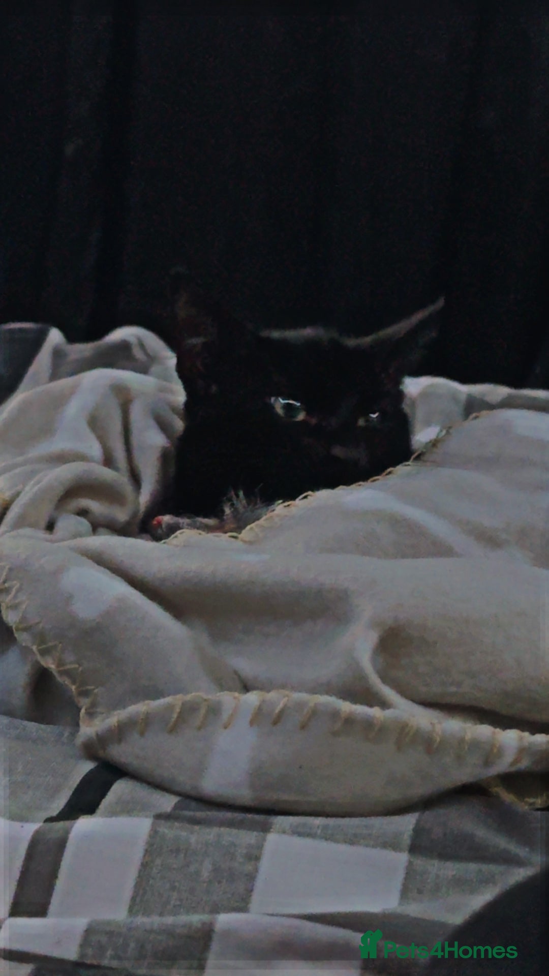 Mixed Breed cats for sale: Kitten for a good home  - Image 4