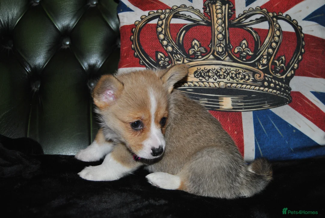 Welsh Corgi Pembroke dogs for sale: Are Beautiful Girls Storm/Darling/Petal - Advert 33