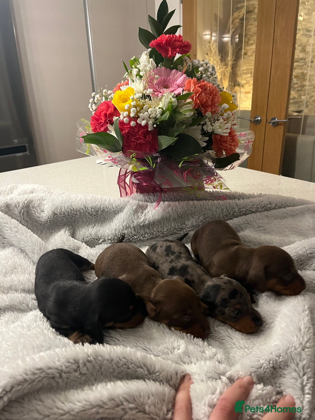 Miniature Dachshund dogs for sale: Beautiful true kc reg miniature dachshunds - Advert 6
