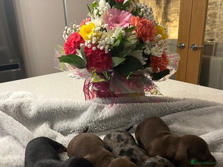 Miniature Dachshund dogs - Advert 29