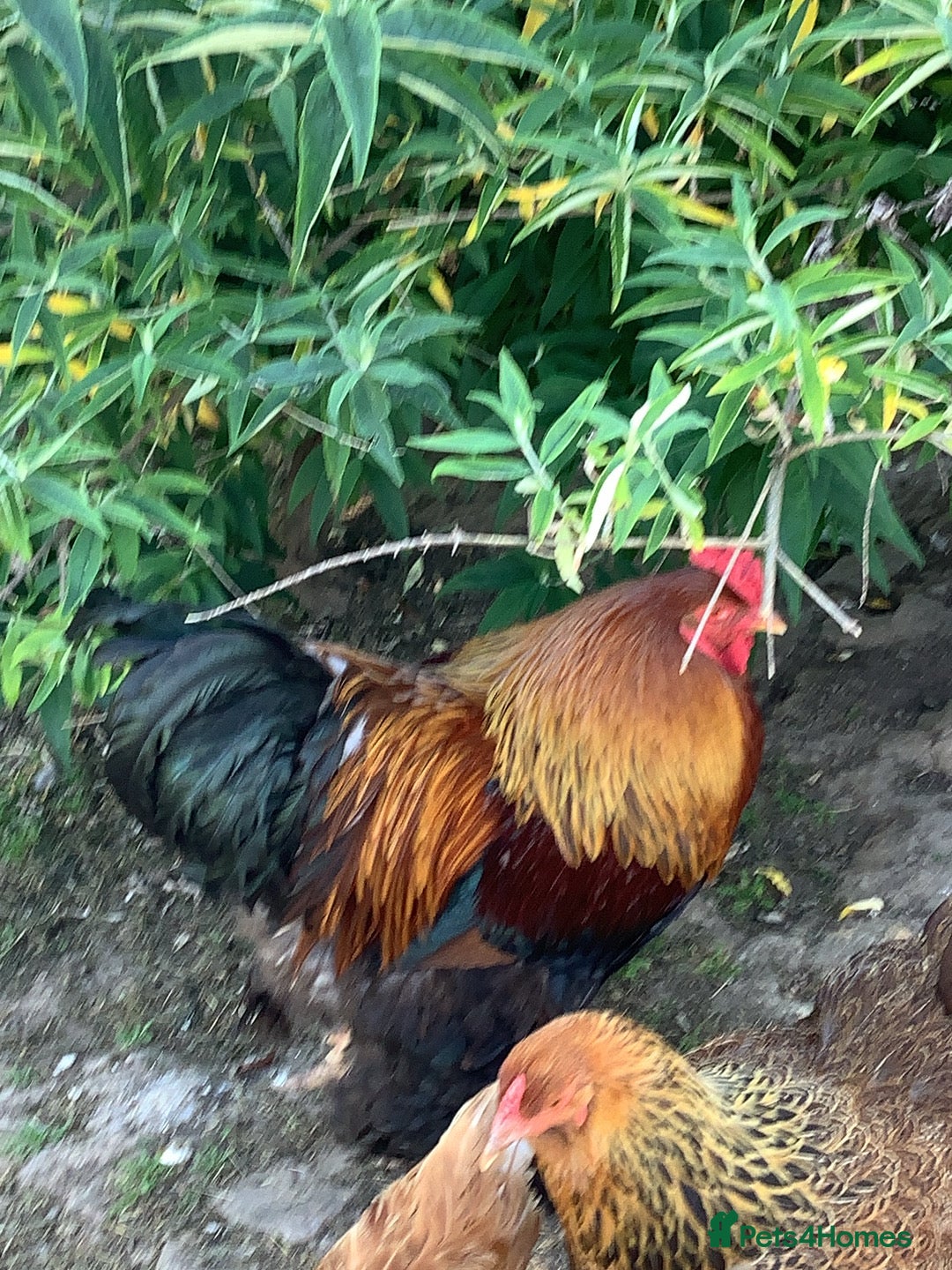 Chickens poultry Brahma cockerel  - Advert 2
