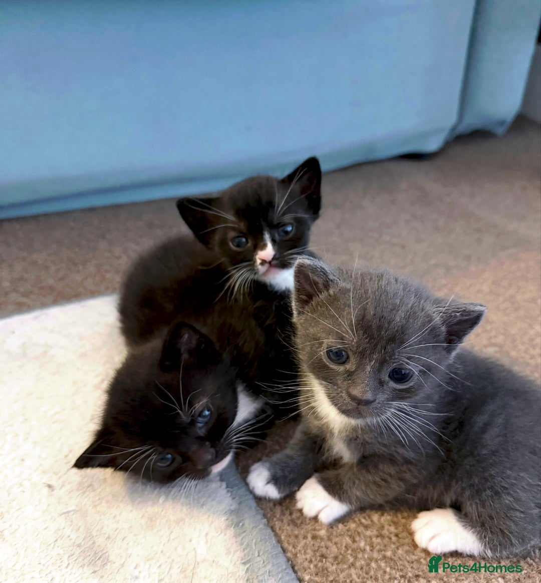 Mixed Breed cats for sale: Unique Bombay x Turkish Angora Tuxedo Kittens - Advert 7