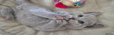 British Shorthair 6