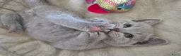 British Shorthair cats for sale: British shorthair kittens  - Advert 2