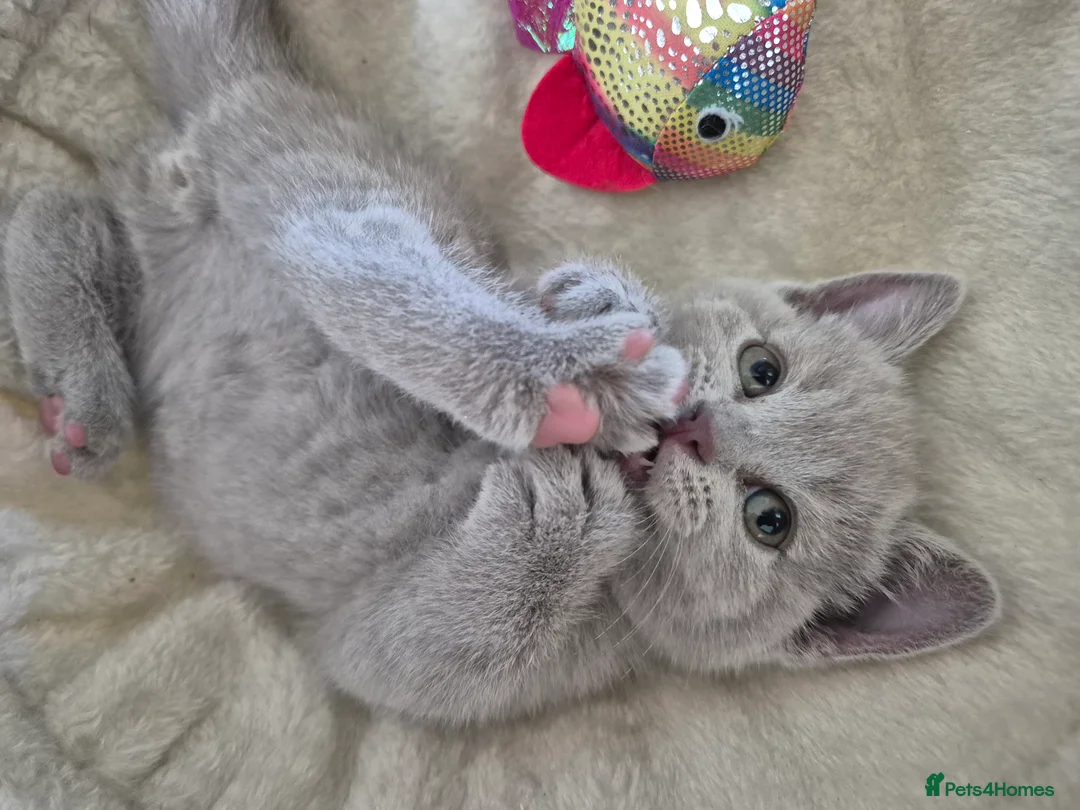 British Shorthair cats for sale: British shorthair kittens  - Advert 2