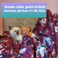 Brown color point female full British shorthair