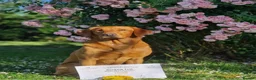 Labrador Retriever dogs for sale: STUNNING FOX RED PUPPIES - Advert 7