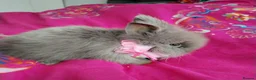 Lionhead rabbits for sale: Pure Breed Double Mained Lionhead - Advert 5