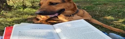 Mixed Breed dogs for sale: Red - Looking for loving home 🏡  - Advert 7