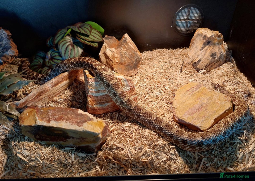 Snake reptiles for sale: Female egg laying Hognose snake  - Advert 2
