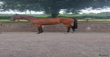 English Thoroughbred horses - Advert 1