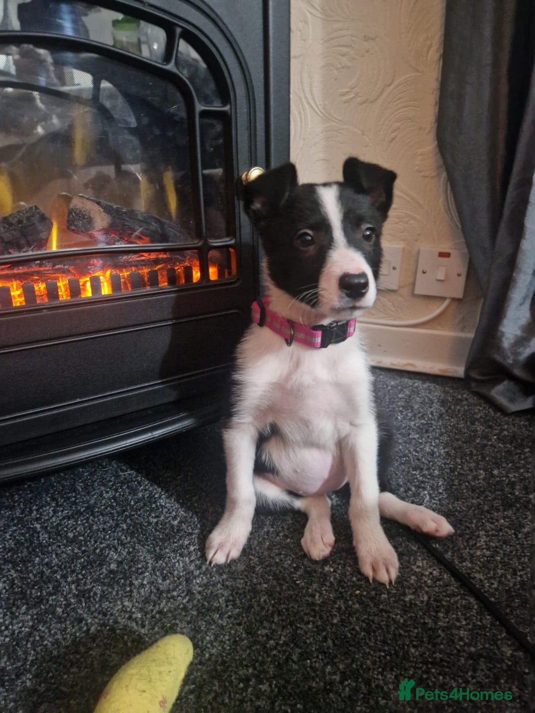 Border Collie dogs for sale: Collie - Advert 1