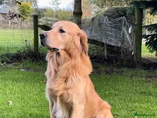 Golden Retriever dogs KC Registered Health Tested Golden Retriever Stud - Advert 1