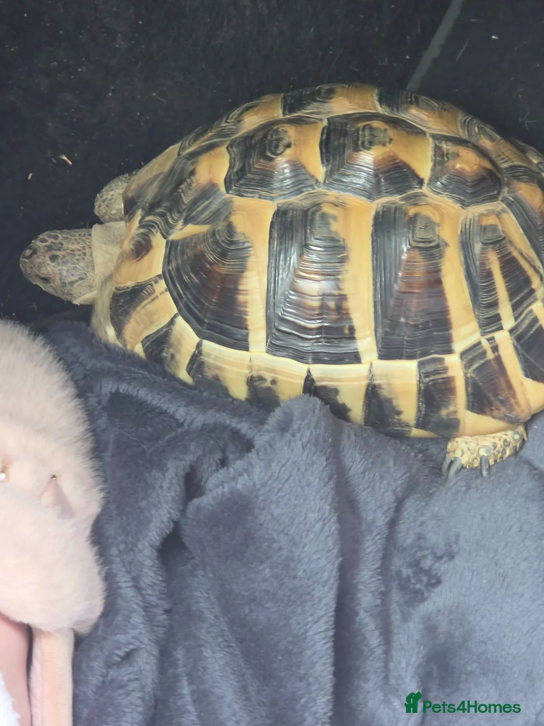Hermann Tortoise reptiles for sale: Fully sized Hermann tortoise  - Advert 2