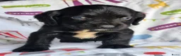 Sprocker dogs for sale:  SPROCKERS - Advert 10