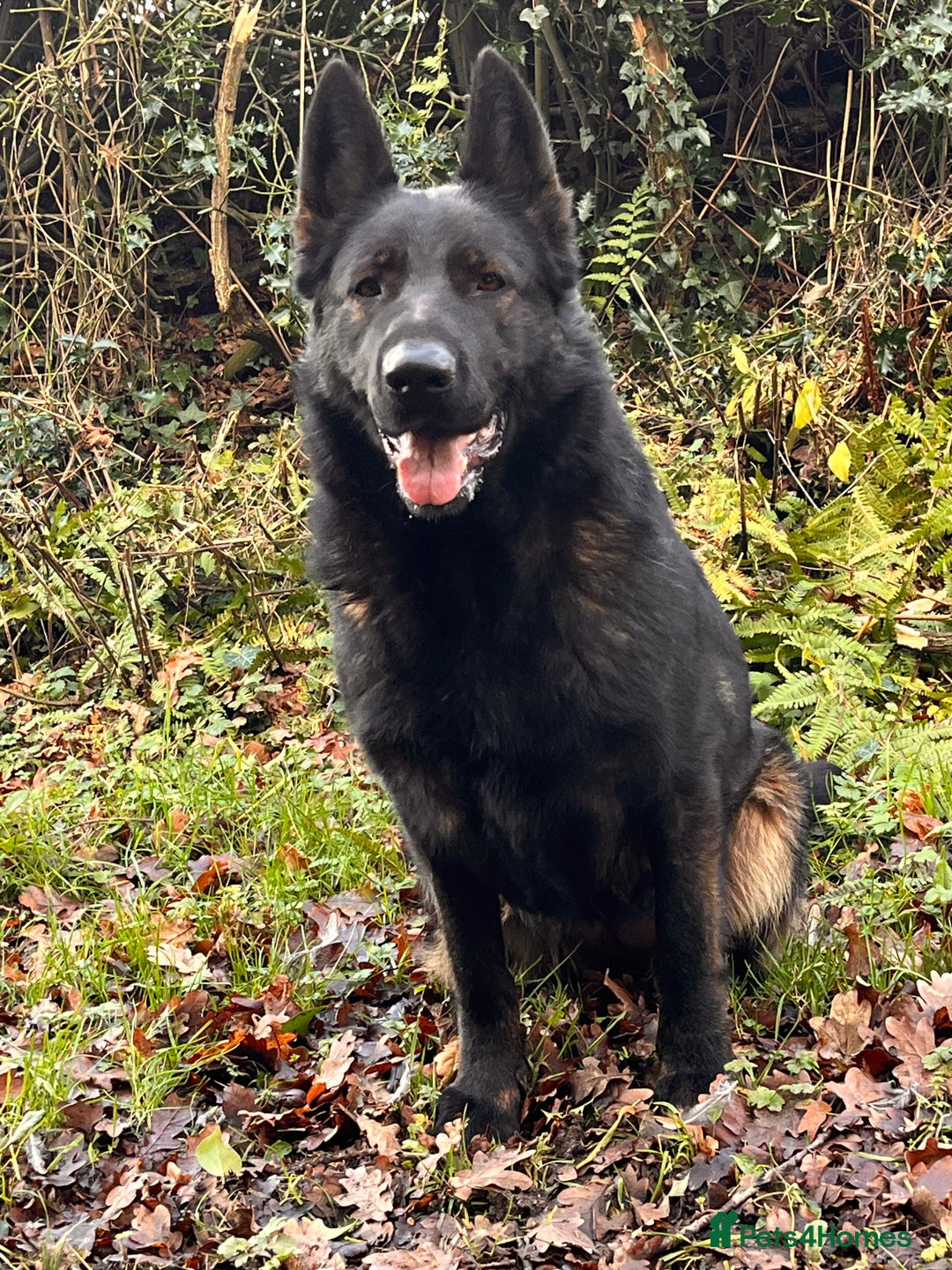 German Shepherd dogs for sale: KC Reg bitch Family Dog - Advert 7