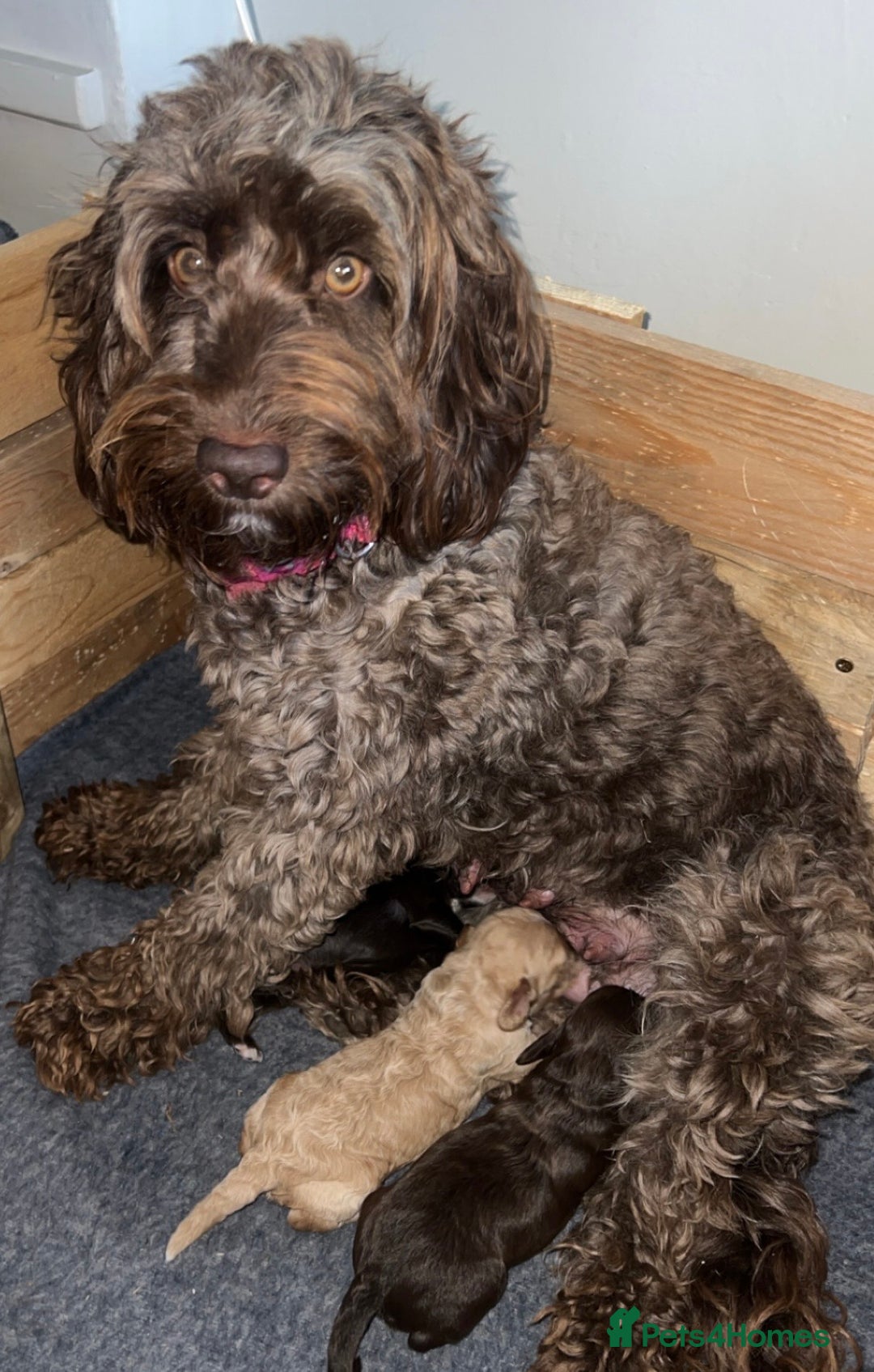 Cockapoo dogs for sale: Stunning F2 miniature cockapoo puppies  - Image 22